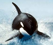La Ballena Orca