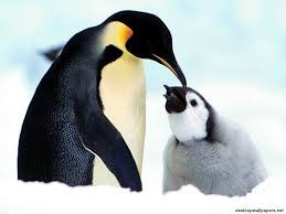 El Pinguino