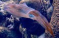 /album/fotogaleria/calamar-jpg/