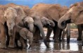 /album/fotogaleria/elefante-jpg/