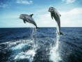 /album/mamiferos/delfines-jpg1/